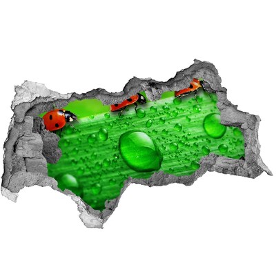Dziura 3d fototapeta Biedronki na trawie