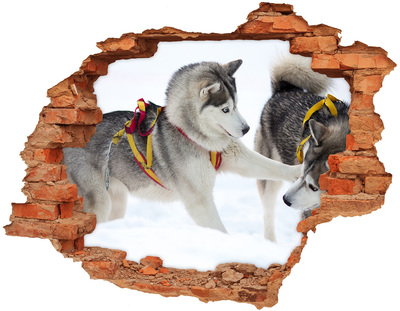 Dziura 3d fototapeta na ścianę Husky zimą