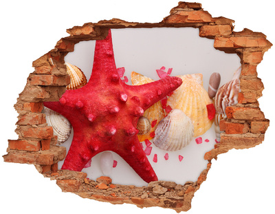 Dziura 3d fototapeta Rozgwiazda i muszle