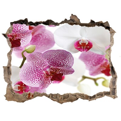Fototapeta naklejka na ścianę fototapeta Orchidea