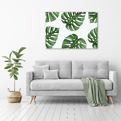 Obraz zdjęcie na ścianę akryl Monstera
