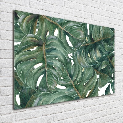 Obraz zdjęcie na ścianę akryl Monstera