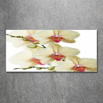 Obraz zdjęcie na ścianę akryl Orchidea