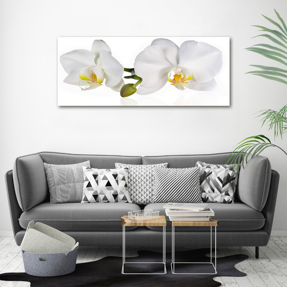 Obraz zdjęcie na ścianę akryl Orchidea