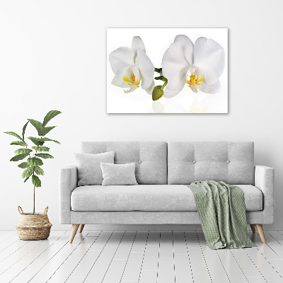 Obraz zdjęcie na ścianę akryl Orchidea