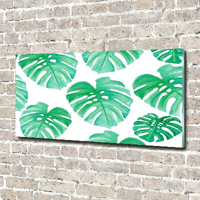 Obraz zdjęcie na ścianę akryl Monstera