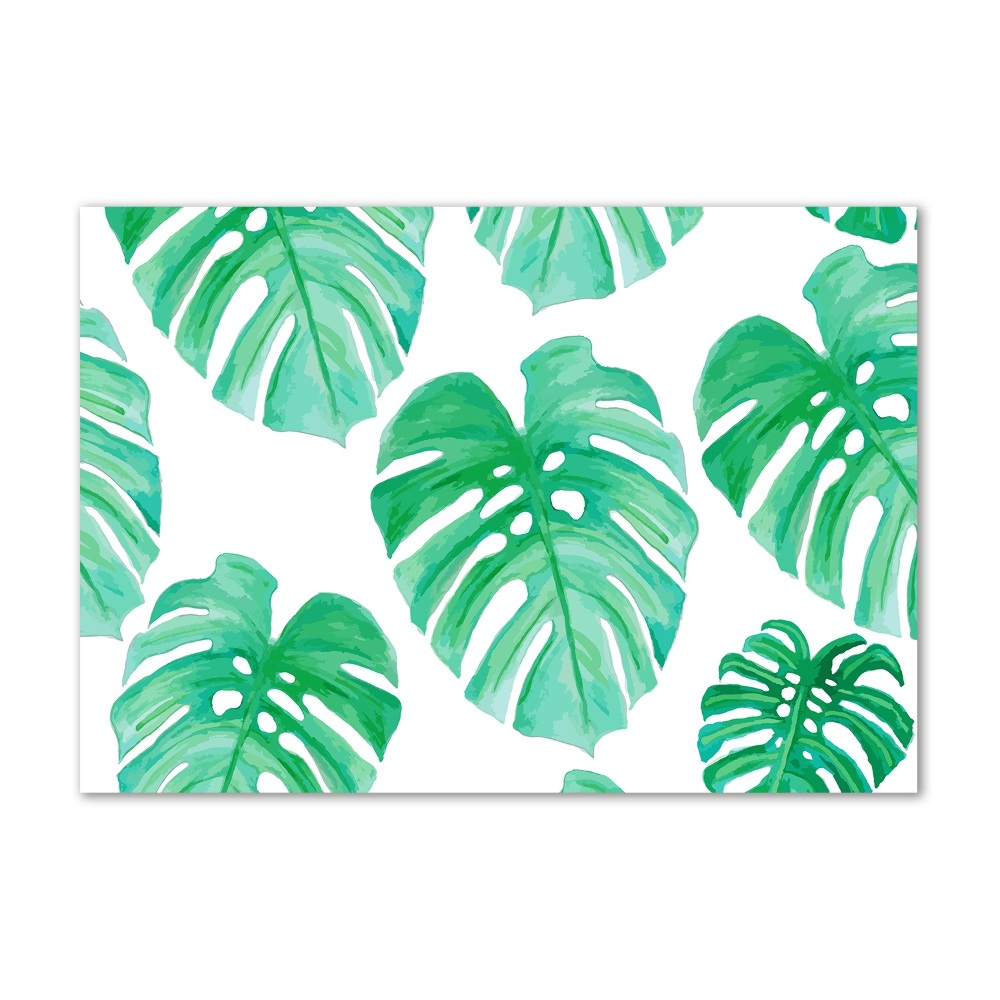 Obraz zdjęcie na ścianę akryl Monstera