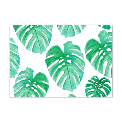 Obraz zdjęcie na ścianę akryl Monstera