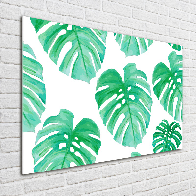 Obraz zdjęcie na ścianę akryl Monstera