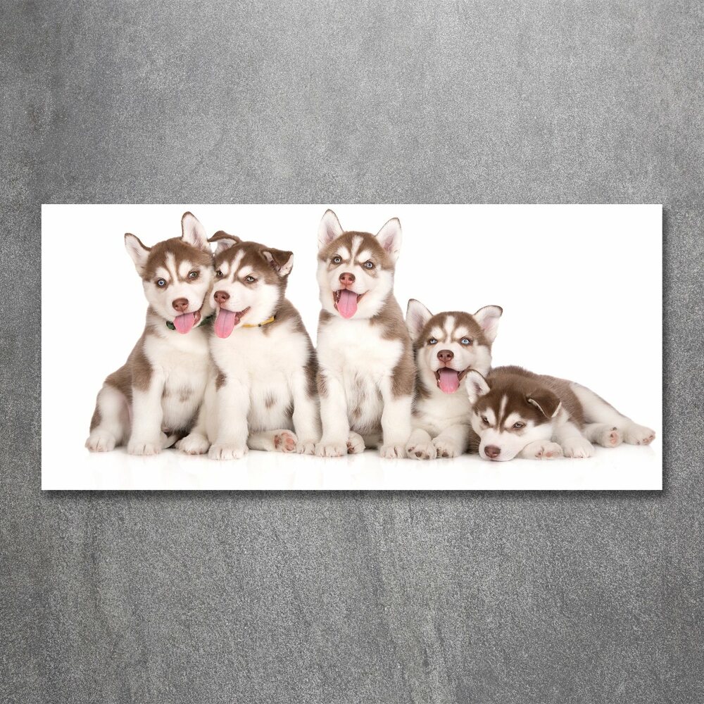 Foto-obraz szkło akryl Szczeniaki Husky