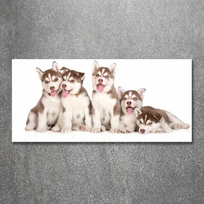 Foto-obraz szkło akryl Szczeniaki Husky