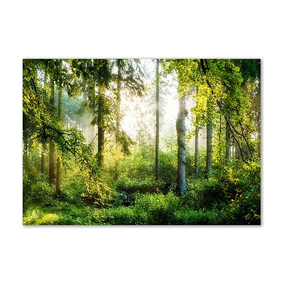 Foto obraz akryl Poranne słońce las