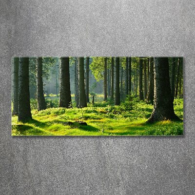 Foto obraz szkło akryl Las świerkowy