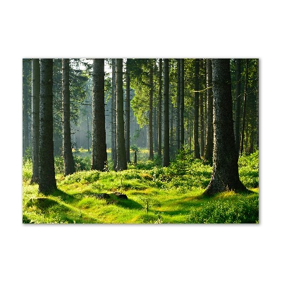 Foto obraz szkło akryl Las świerkowy