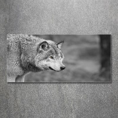 Foto obraz na ścianę akryl Szary wilk