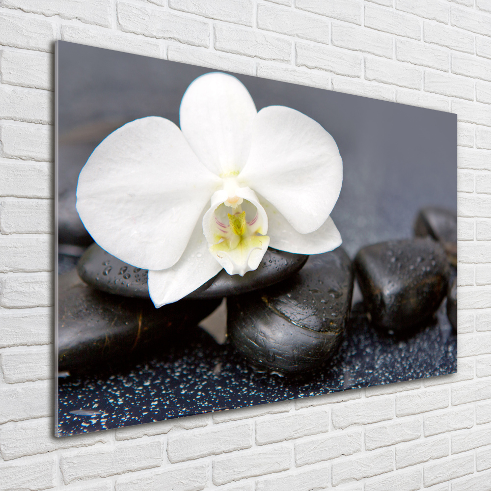 Obraz zdjęcie na ścianę akryl Orchidea