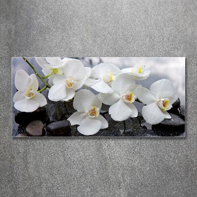 Obraz zdjęcie na ścianę akryl Orchidea
