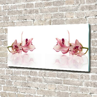 Obraz zdjęcie na ścianę akryl Orchidea