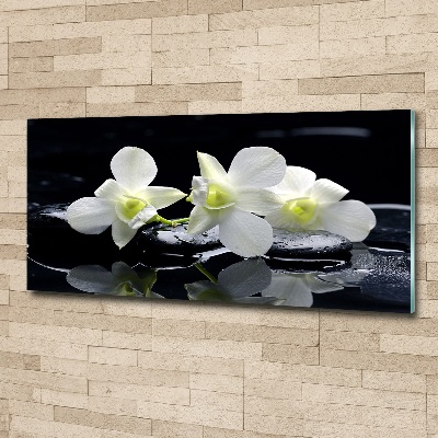 Obraz zdjęcie na ścianę akryl Orchidea