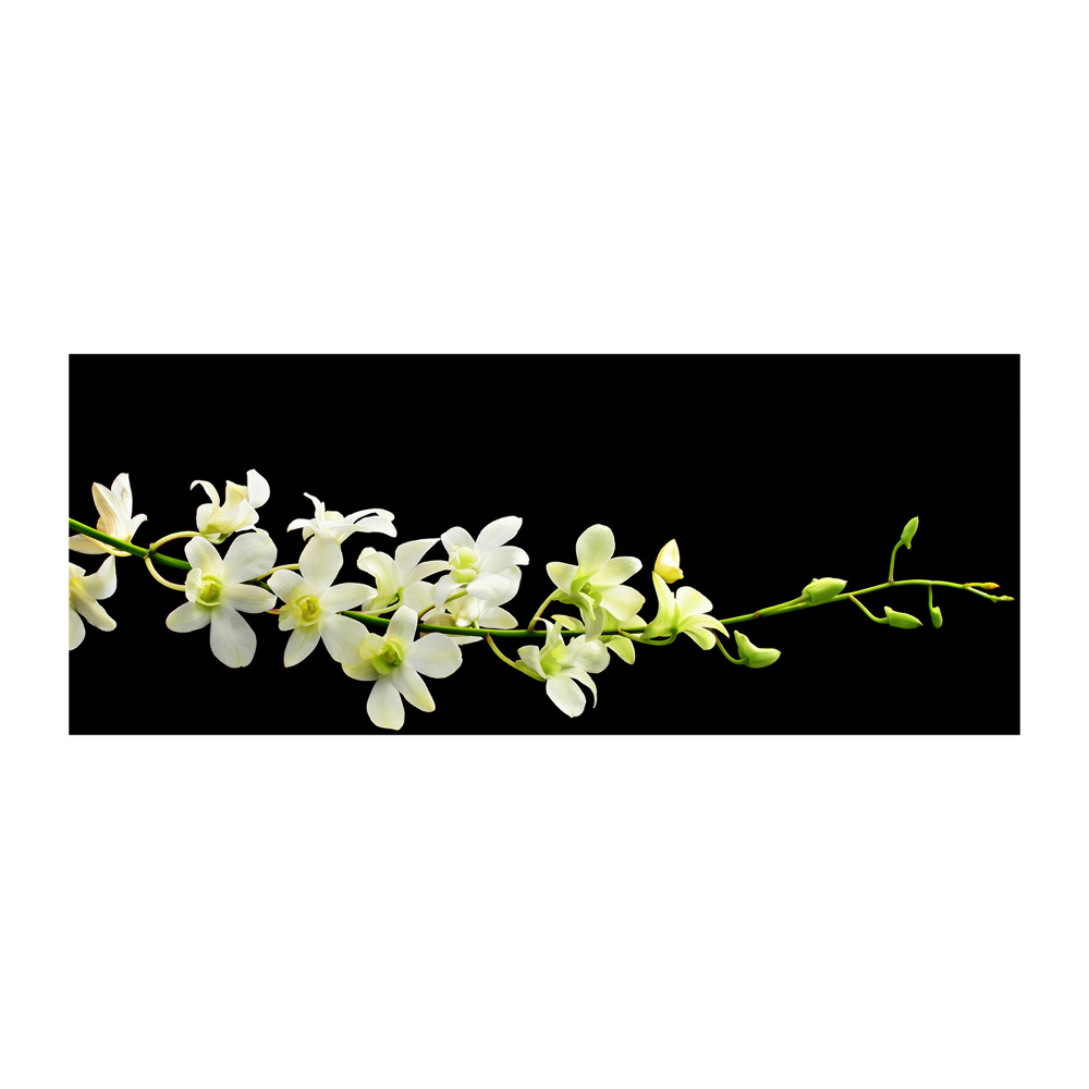 Obraz zdjęcie na ścianę akryl Orchidea