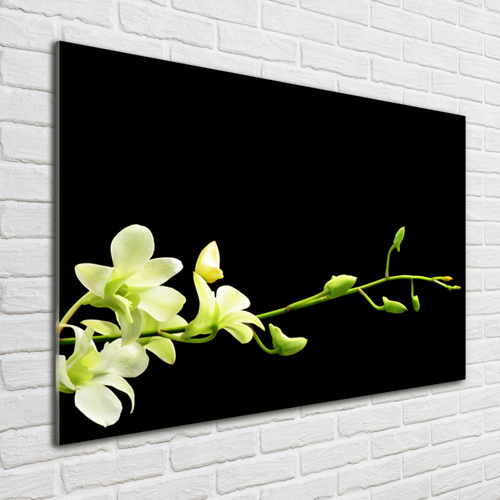 Obraz zdjęcie na ścianę akryl Orchidea