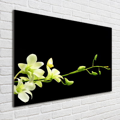 Obraz zdjęcie na ścianę akryl Orchidea