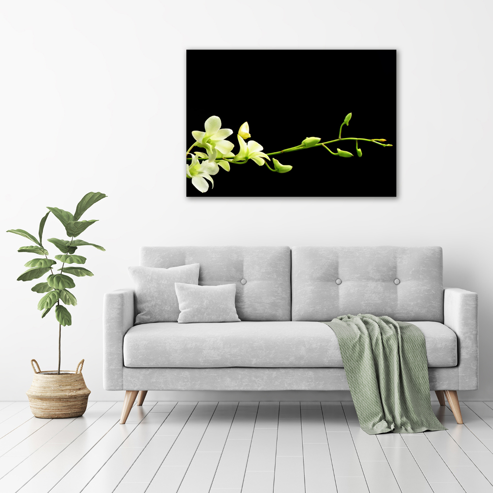 Obraz zdjęcie na ścianę akryl Orchidea