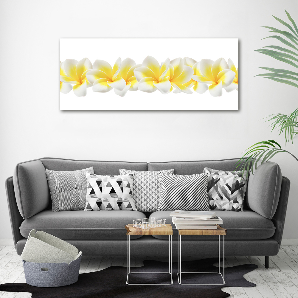 Obraz zdjęcie na ścianę akryl Plumeria