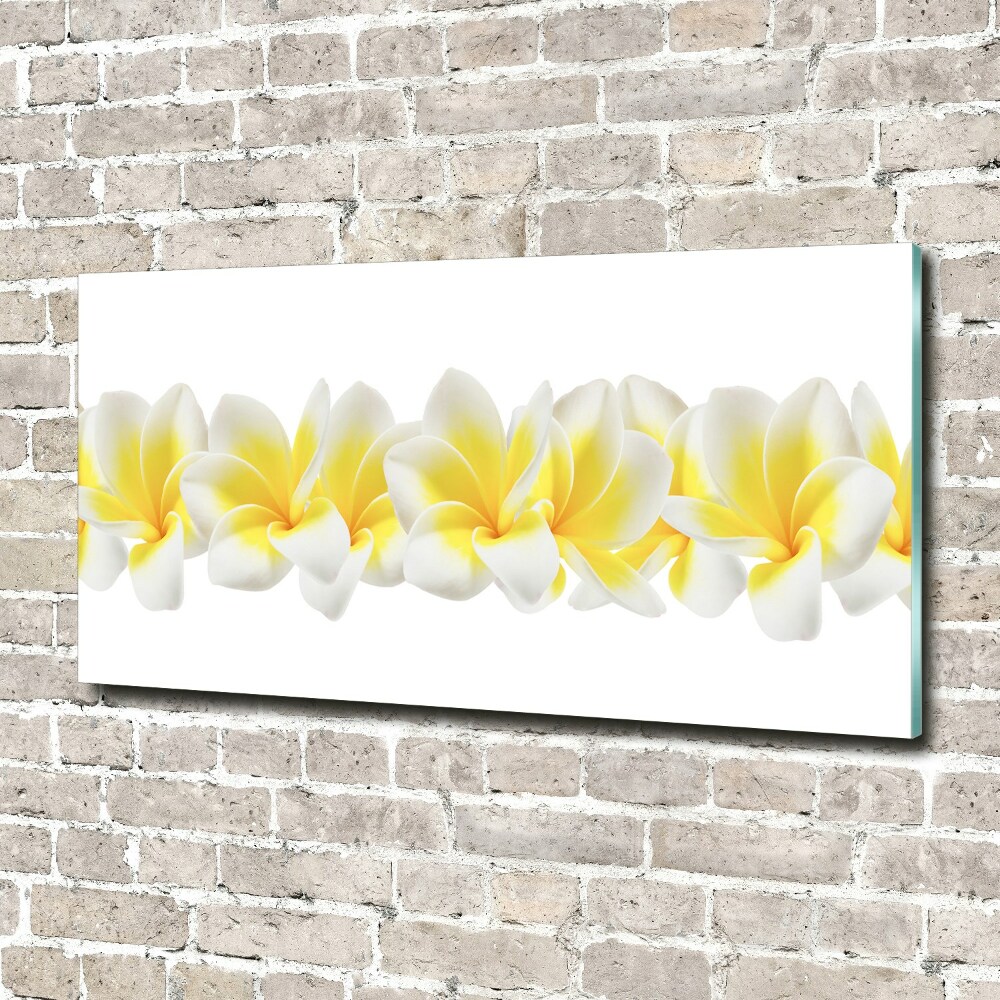 Obraz zdjęcie na ścianę akryl Plumeria