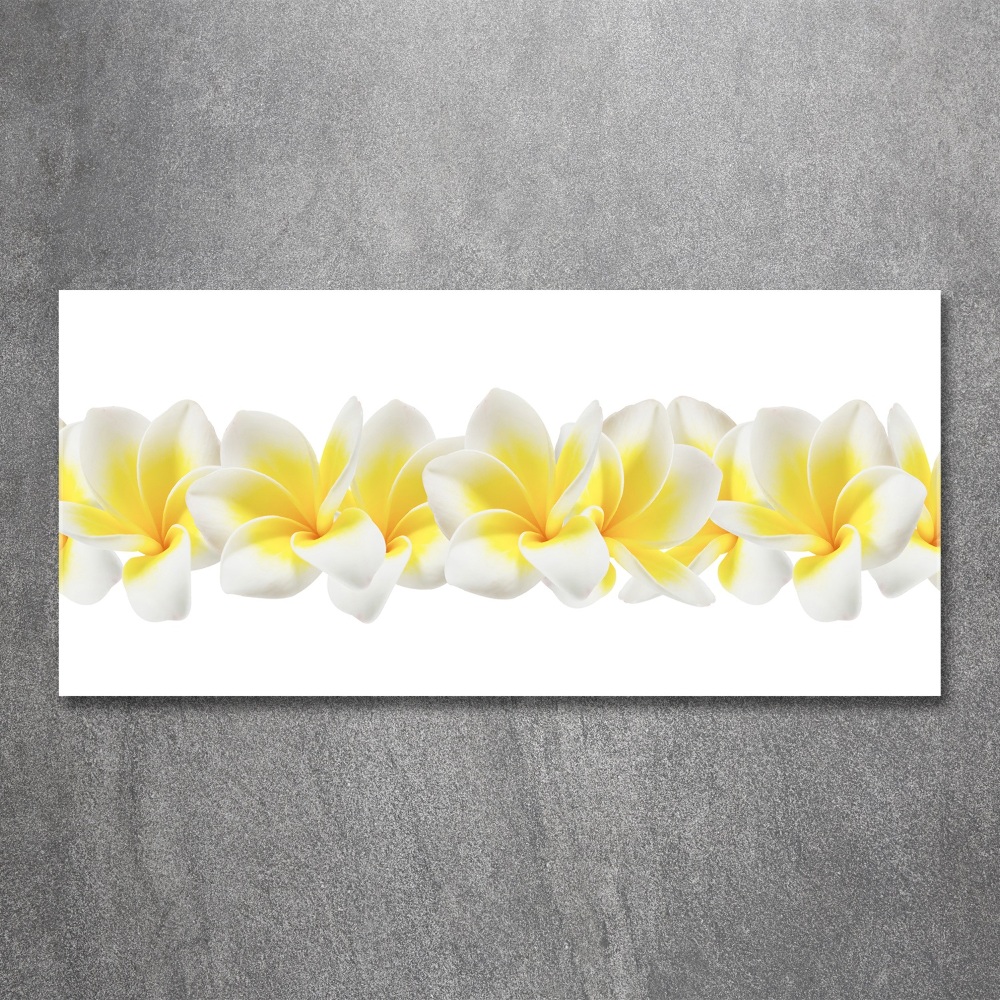 Obraz zdjęcie na ścianę akryl Plumeria