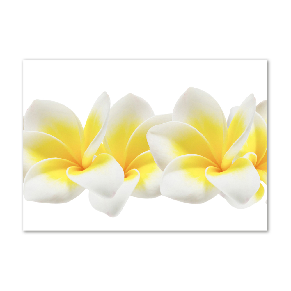 Obraz zdjęcie na ścianę akryl Plumeria
