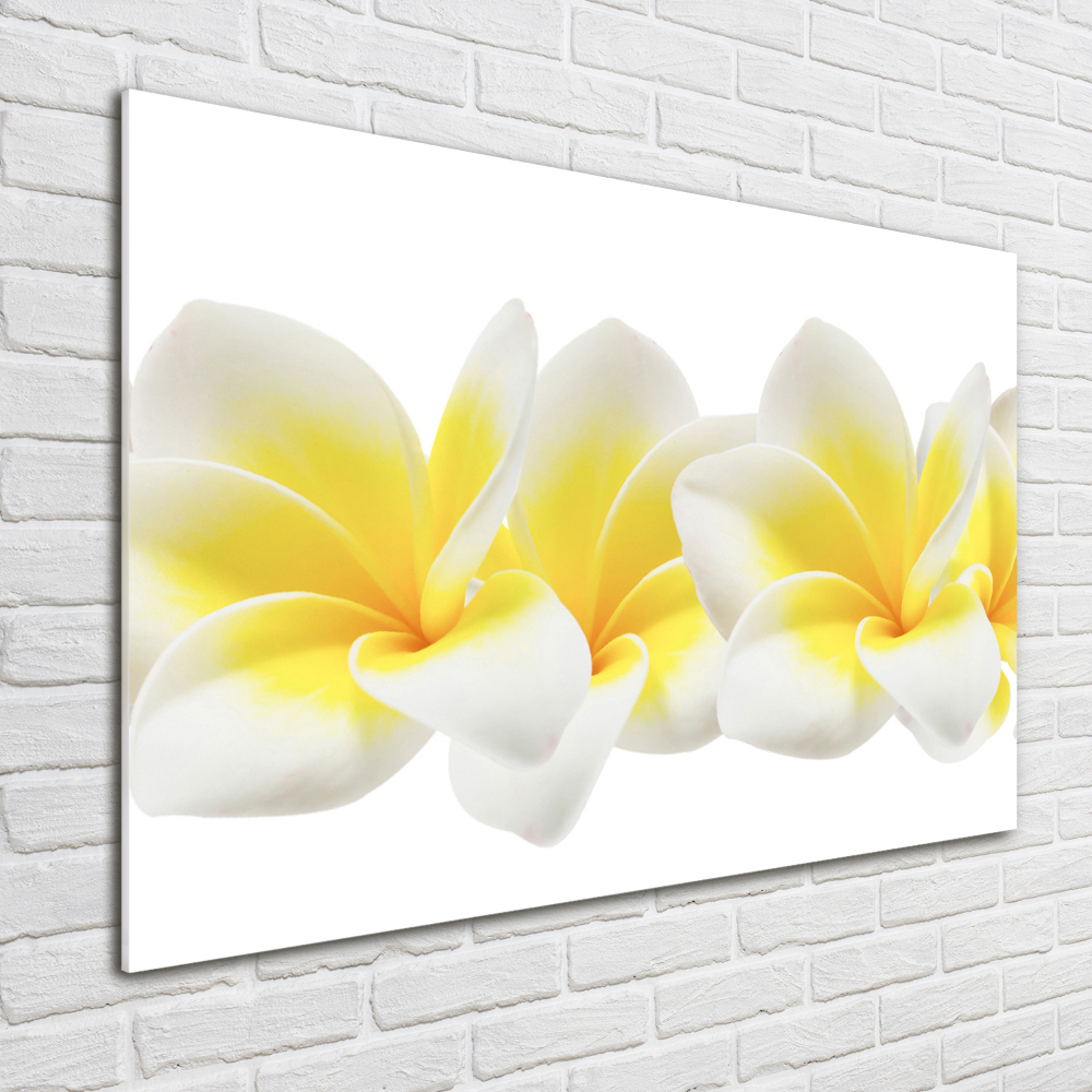 Obraz zdjęcie na ścianę akryl Plumeria
