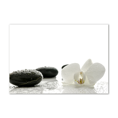 Obraz zdjęcie na ścianę akryl Orchidea