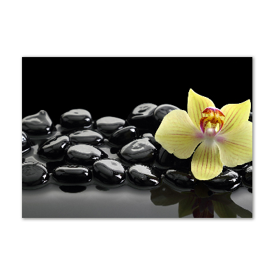 Obraz zdjęcie na ścianę akryl Orchidea