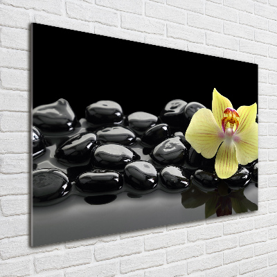 Obraz zdjęcie na ścianę akryl Orchidea