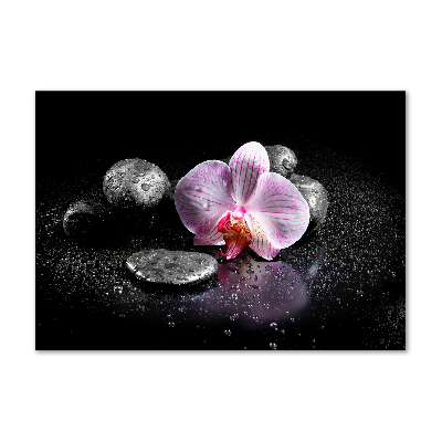 Obraz zdjęcie na ścianę akryl Orchidea