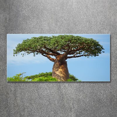 Fotoobraz na ścianę szkło akrylowe Baobab