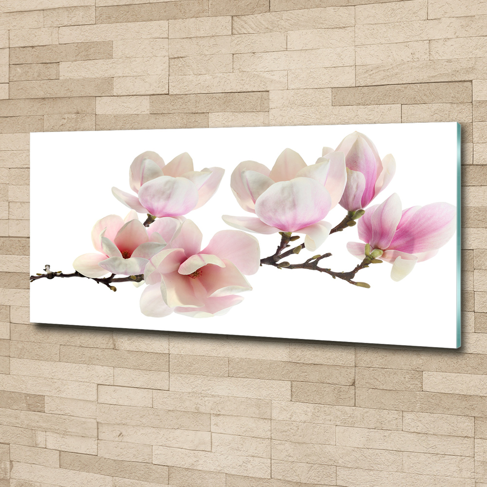 Obraz zdjęcie na ścianę akryl Magnolia