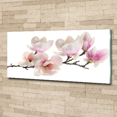 Obraz zdjęcie na ścianę akryl Magnolia