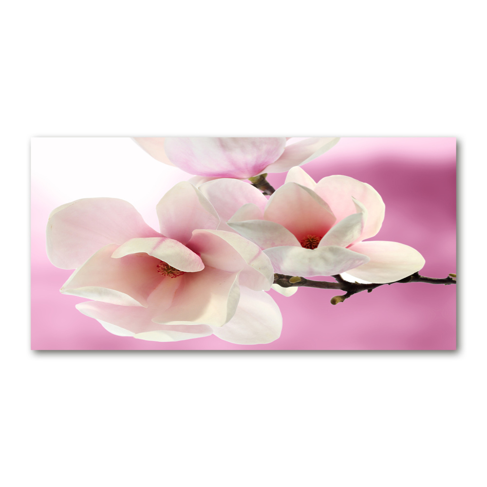 Obraz zdjęcie na ścianę akryl Magnolia