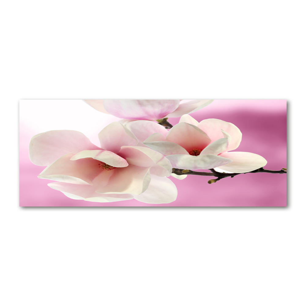 Obraz zdjęcie na ścianę akryl Magnolia