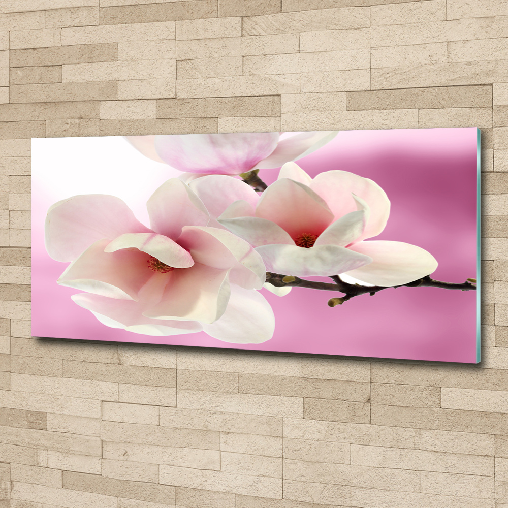 Obraz zdjęcie na ścianę akryl Magnolia
