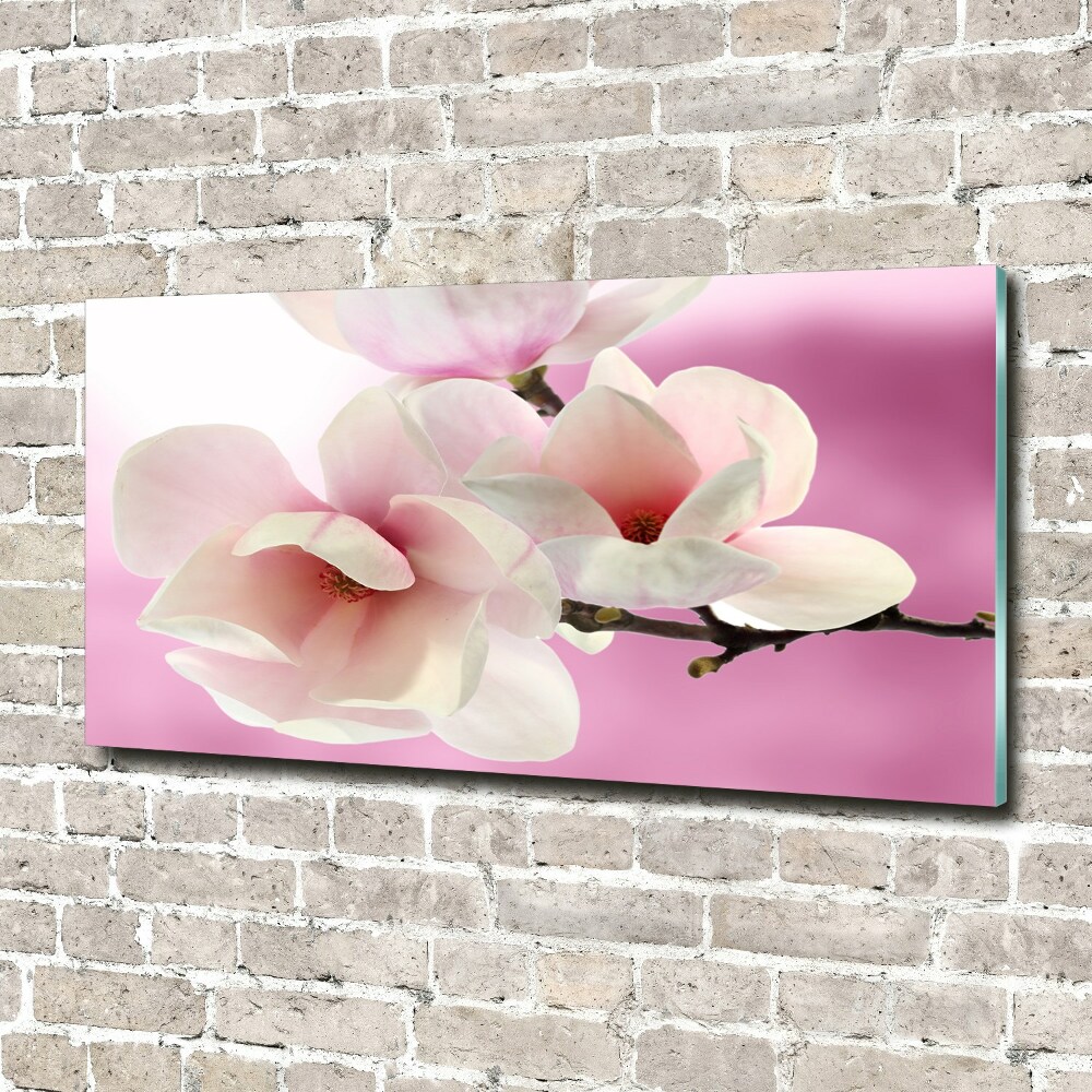 Obraz zdjęcie na ścianę akryl Magnolia
