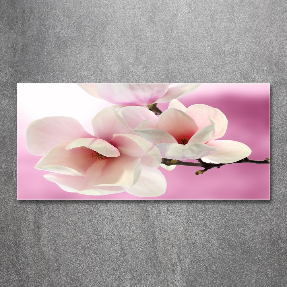 Obraz zdjęcie na ścianę akryl Magnolia
