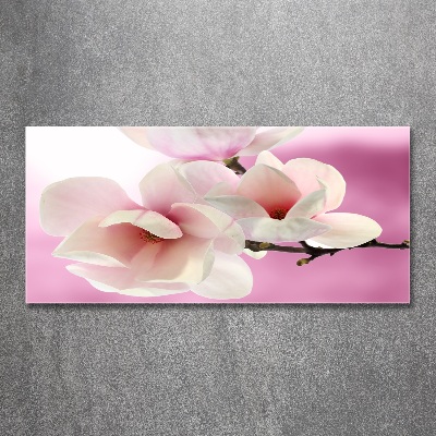 Obraz zdjęcie na ścianę akryl Magnolia