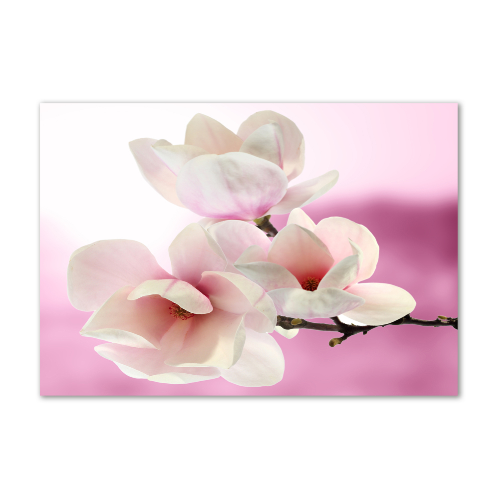 Obraz zdjęcie na ścianę akryl Magnolia