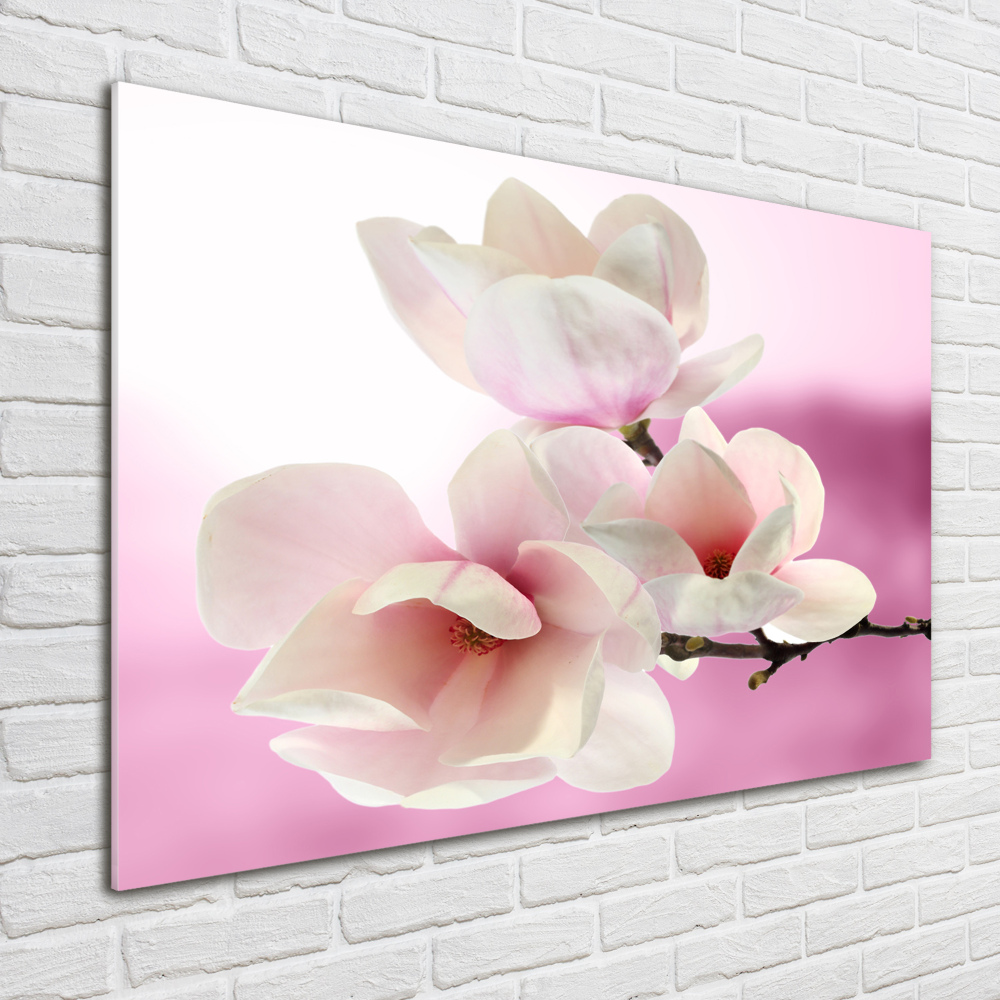 Obraz zdjęcie na ścianę akryl Magnolia