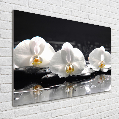 Obraz zdjęcie na ścianę akryl Orchidea