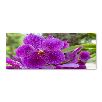 Obraz zdjęcie na ścianę akryl Orchidea