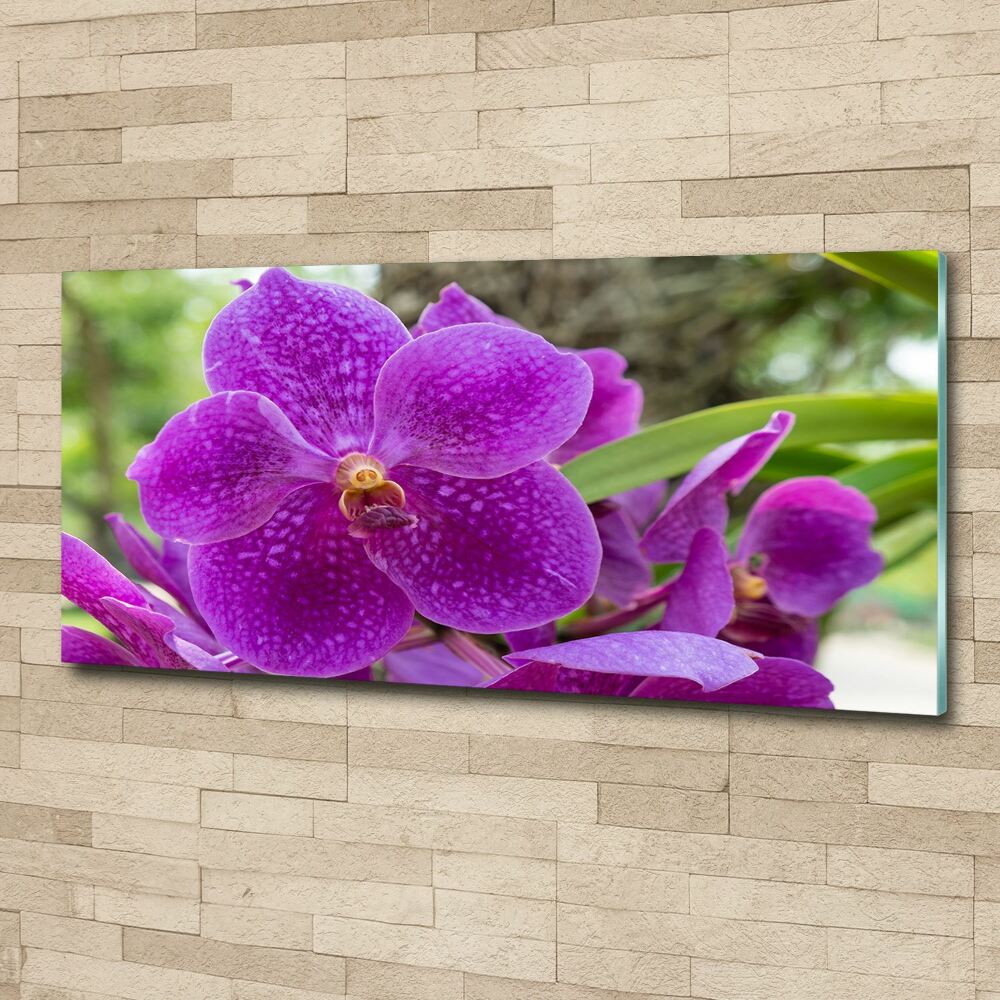 Obraz zdjęcie na ścianę akryl Orchidea